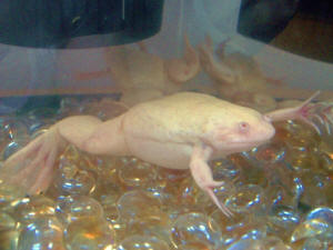 FAQs About Xenopus laevis African Clawed Frogs Systems